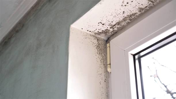 Best Home Mold Removal  in Bethesda, OH