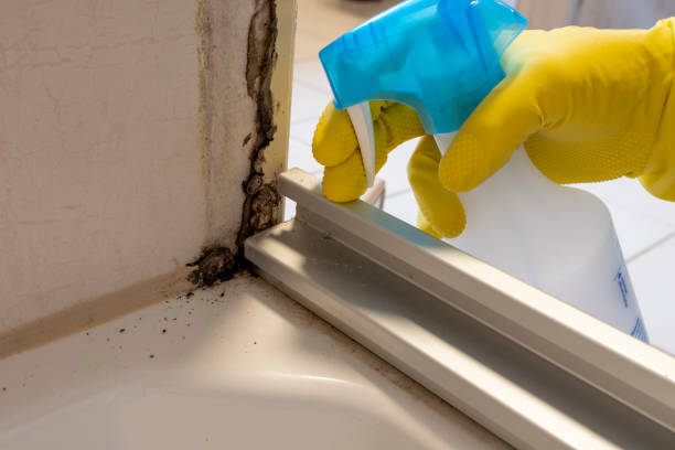 Best Mold Cleaning Services  in Bethesda, OH