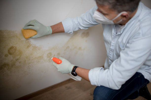 Best Attic Mold Removal  in Bethesda, OH