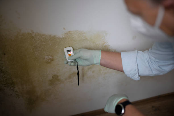 Mold Removal and Inspection in Bethesda, OH