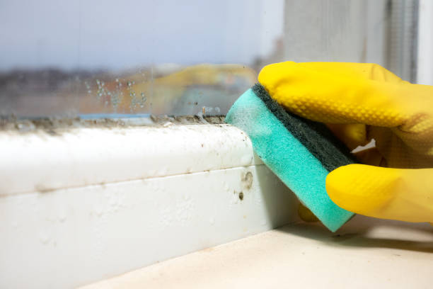 Best Fast Mold Removal  in Bethesda, OH