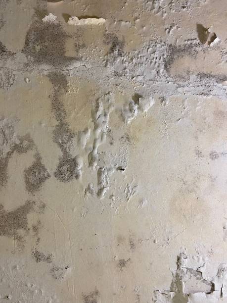 Best Same-Day Mold Removal  in Bethesda, OH