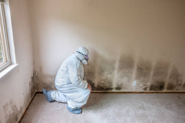 Best Commercial Mold Removal  in Bethesda, OH