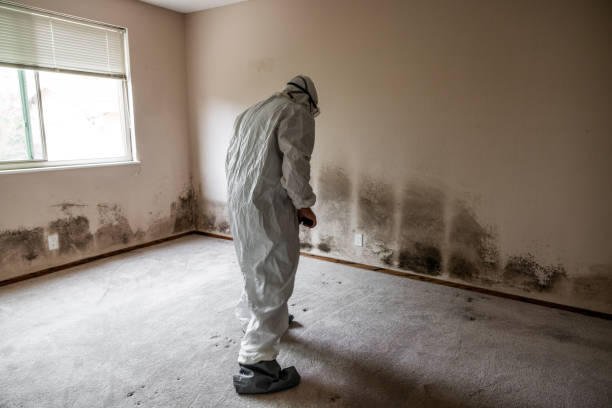 Best Residential Mold Removal  in Bethesda, OH