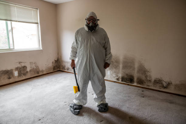 Best Black Mold Removal  in Bethesda, OH
