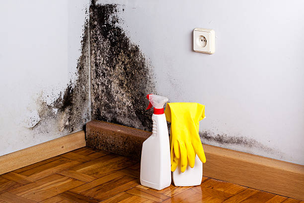 Best Emergency Mold Removal  in Bethesda, OH