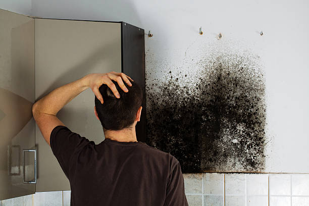 Best Mold Removal Company Near Me  in Bethesda, OH