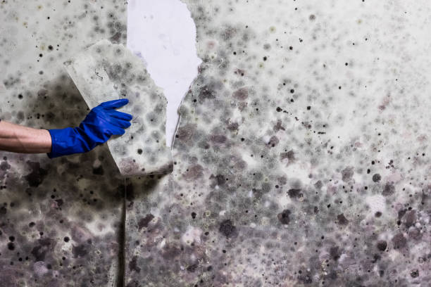 Best Office Mold Removal Services  in Bethesda, OH