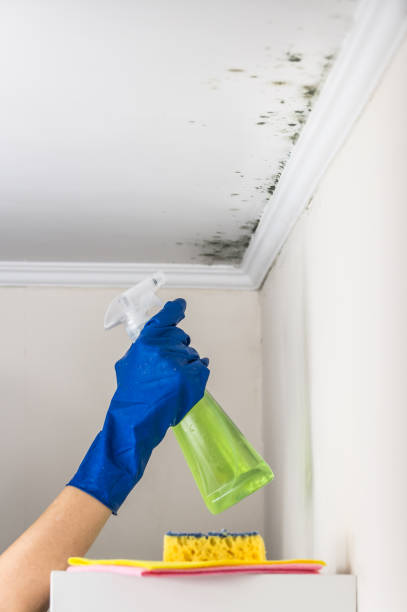 Best Toxic Mold Removal  in Bethesda, OH